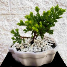 Bonsai 2 years